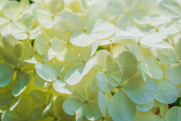 Blooming viburnum buldenezh, white flowers