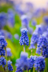 Spring Flowers Muscari