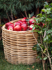 Woven basket with red apples. Fall season. Autumn crop of ripe fruits.