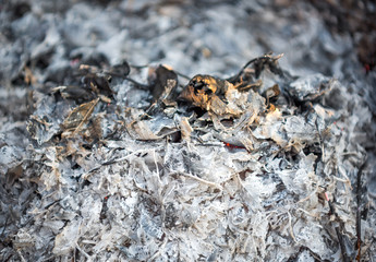Ash texture.Burned out ashes grunge texture