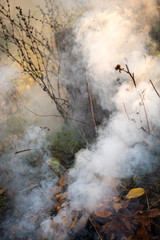 Burning fire of dried leaves