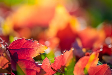 Maple leaves in various autumnal colors