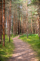Fototapeta premium Beautiful landscape with path through the pine forest in summer