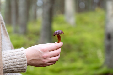 Pregnant woman's hand, mushroom, autumn forest background. Delicate peace of nature in tender...