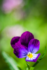 Purple violet flowers