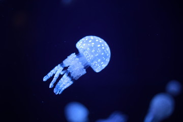 クラゲ