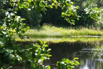 .Trees with flowers are reflected in the waters of the forest lake.