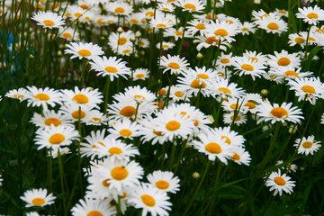 Fototapeta premium .Photo small daisies dotted the whole field.