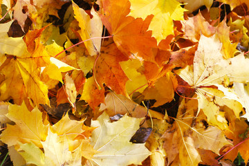 Naklejka na ściany i meble .Texture of autumn leaves of different colors and shapes.