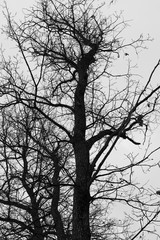 Silhouette of a tree