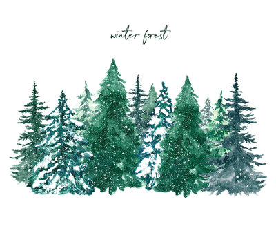 Watercolor winter pine tree forest illustration. Hand painted conifer spruce trees with falling snow, isolated on white background. Christmas themed design.