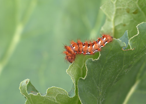 Acronicta rumicis caterpillar aka Knot Grass moth. Eating rhubarb leaves.