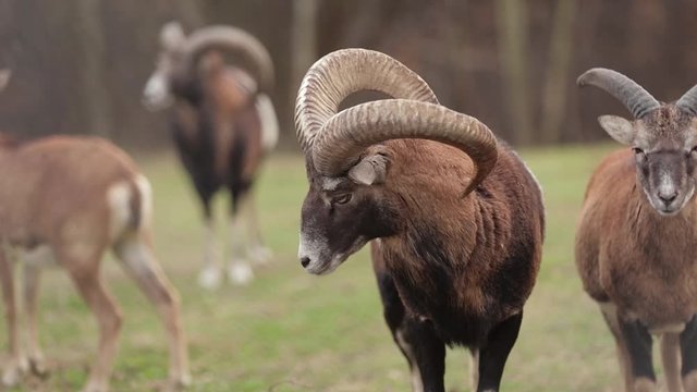 beautiful portrait of European mouflon in full height