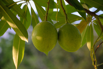 Calabash Fruit