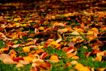 落ち葉の絨毯