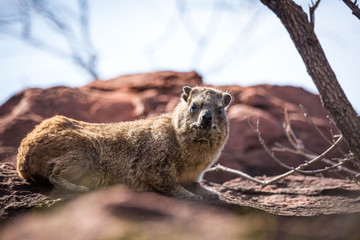 Close up of a Dassie on red rocks, Waterberg, Namibia, Africa