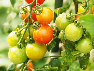 畑で栽培中のトマト