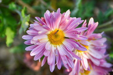 Obraz premium Pink chrysanthemum. Bee in flower. Autumn flower bed.
