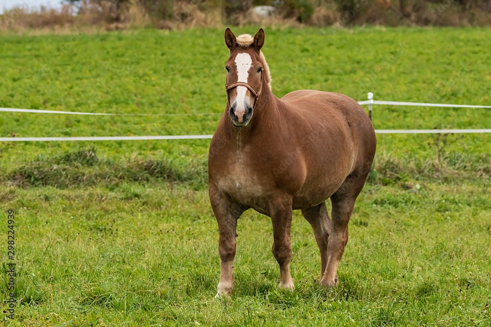 Wall mural Beautiful horse on the pasture