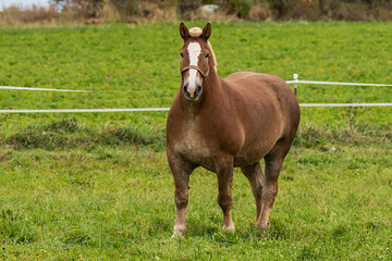 Fototapeta premium Beautiful horse on the pasture
