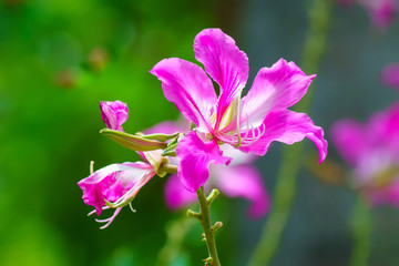 Fototapeta premium Chongkho Flowers.