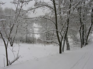 winter in park