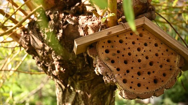 Insect hotel situated on a willow tree. Conservation of insect biodiversity