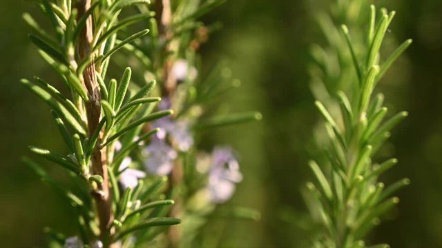 Extreme close-up tilting shot of blooming rosemary twigs illuminated by sunlight