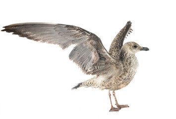 European herring gull