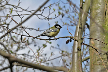 Mésange charbonnière