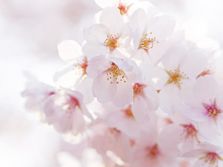 ふんわりとした桜の花
