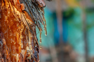 Pine resin amber color flows down the bark of the tree. Damaged pine bark dripping sticky resin