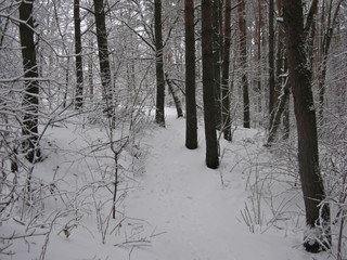 forest in winter