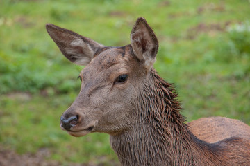 Rothirsch-Kuh (Cervus elaphus)