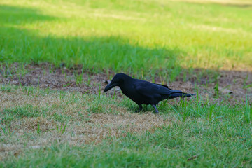Crow is eating another dead bird.