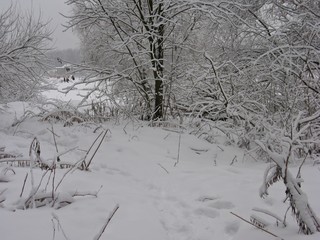 Forest in winter