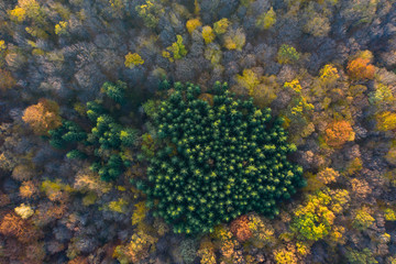 Autumn forest aerial drone view