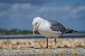 Close up view of Sea Mew or Sea Gull