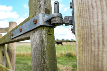 Close-up. shallow focus of a wooden farm gate at the border of a dairy farm pasture, showing detail of the metal hinge. The background shows a a distant cow, part of a dairy herd.