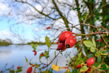 Close-up, shallow depth of field of wild rose hip berries sen growing on a bush adjacent to a large lake, at a nature reserve in mid autumn. © Nick Beer