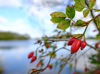 Close-up, shallow depth of field of wild rose hip berries sen growing on a bush adjacent to a large lake, at a nature reserve in mid autumn. © Nick Beer