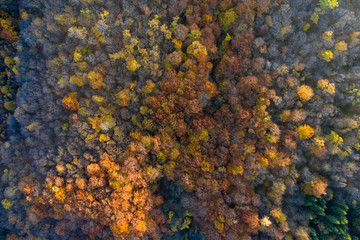 Autumn forest aerial drone view