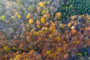 Autumn forest aerial drone view