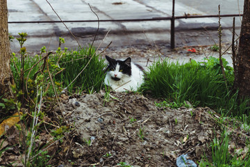 a beautiful homeless cat in black and white on the grass in the courtyard of the house calmly sits and watches