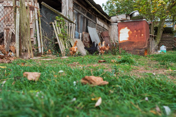  Make-shift, timber built large chicken house seen constructed in an allotment. The mid ground shows young free-range hens standing outside the house