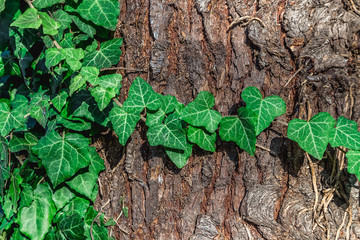 natural foliage background against the background of the bark of the tree
