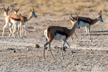 Naklejka na ściany i meble A group of Impalas - Aepyceros melampus- grazing on the plains of Etosha National Park, Namibia.