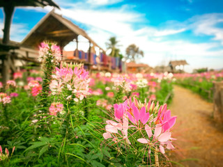 Fototapeta na wymiar Flower garden at Nan , Thailand