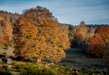 autumn scene ,landscape, Lozere , France.