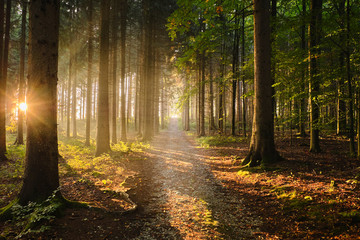 Fototapeta premium Sonnenschein am Waldweg
